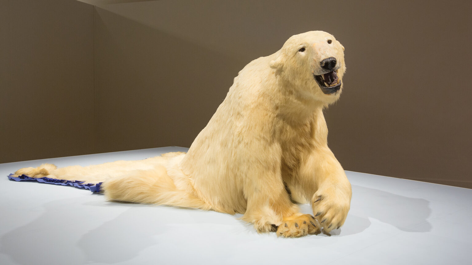 A polar bear that appears partially alive and partially a rug