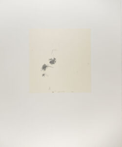 From the portfolio “Orchard Drawings”