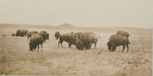 Buffalo Grazing in the Big Open