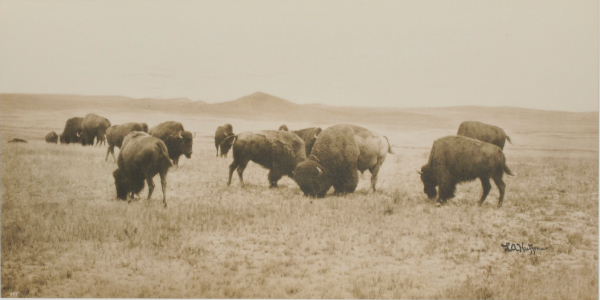 Buffalo Grazing in the Big Open - Image 4