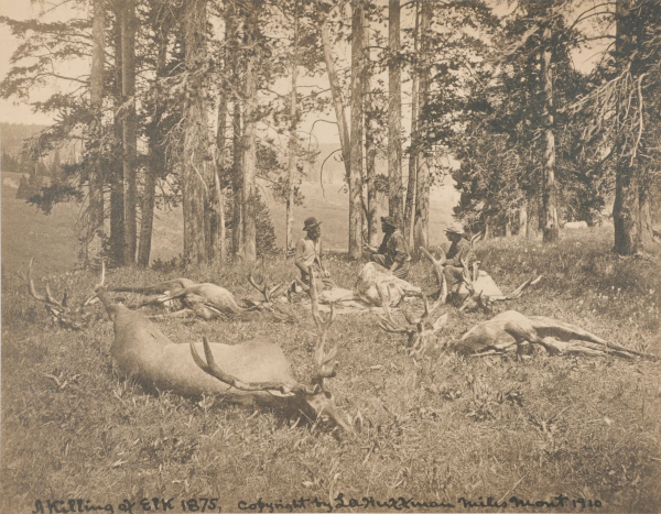 A Killing of Elk