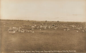 #309 The Lambing Camp