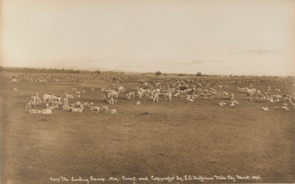 #309 The Lambing Camp