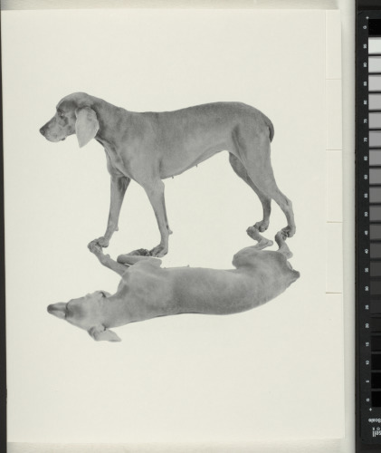 The Magic Magic Book - Image 7