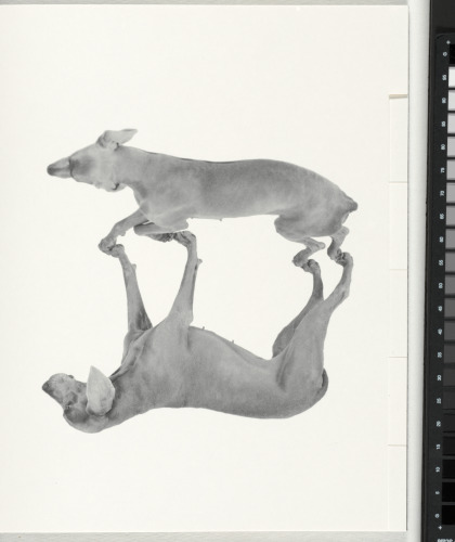 The Magic Magic Book - Image 44