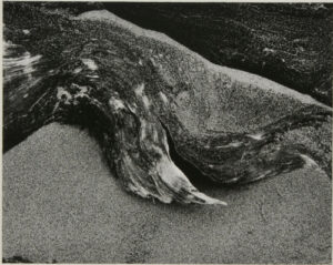 Van Damme State Park, California