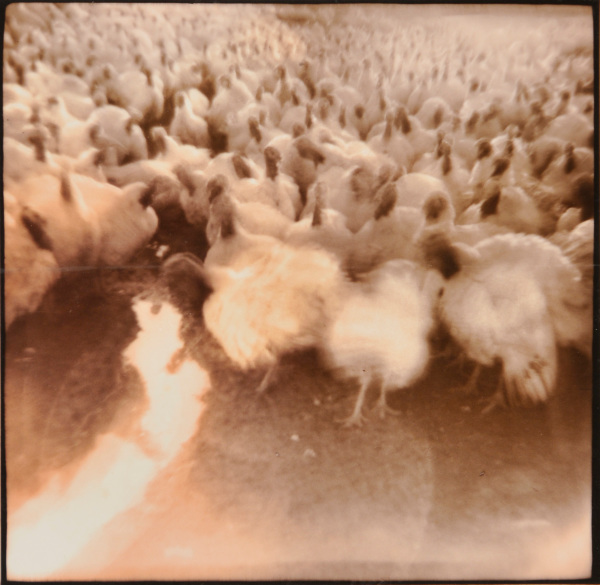 Turkeys Advance, Albany, Ohio