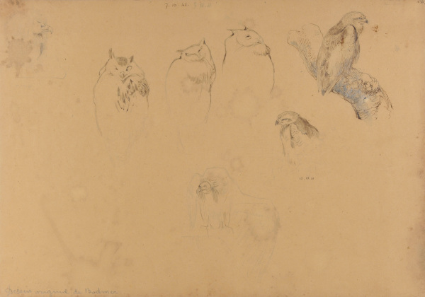 Studies of Owls and Eagles - Image 3