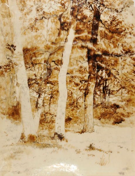 Forest Interior - Image 3