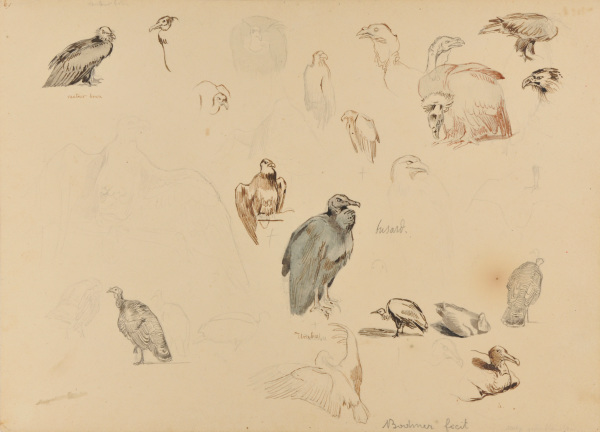 Sketches of Buzzards, Eagles, and Turkeys - Image 4