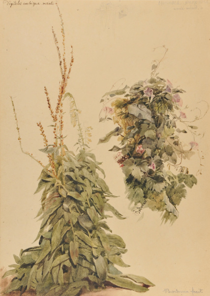 Digitalis and Morning Glory - Image 5