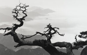 Two Dragon Pines, Taken at West Sea