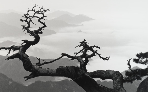 TWO DRAGON PINES, TAKEN AT WEST SEA