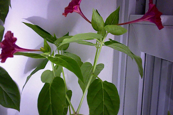 Play Me Home - Image 16