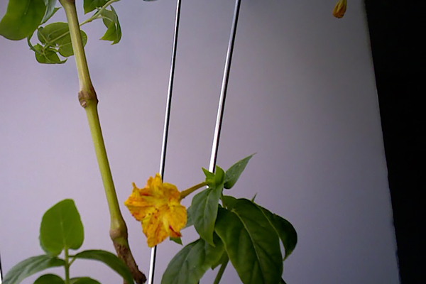 Play Me Home - Image 15