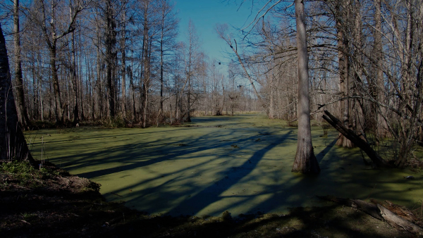 Play Me Home - Image 13