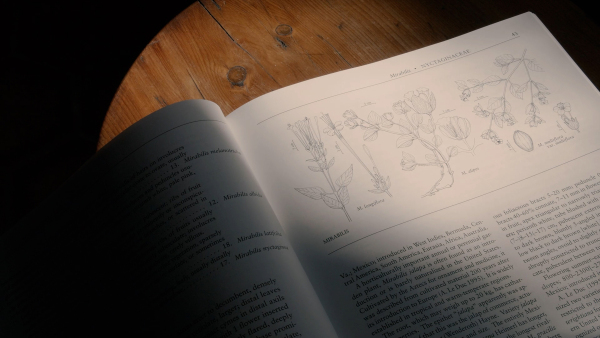 Play Me Home - Image 11