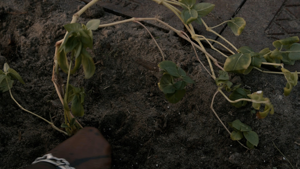 Play Me Home - Image 7