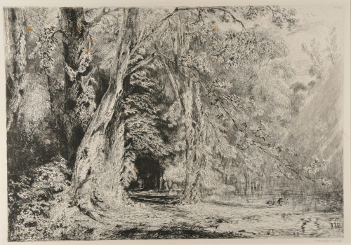 FLOODING IN THE FOREST OF THE ILE SÉGUIN