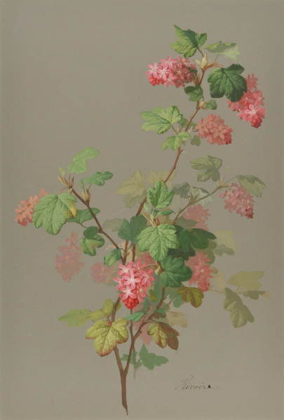 Study of a Flowering Tree Branch - Image 4