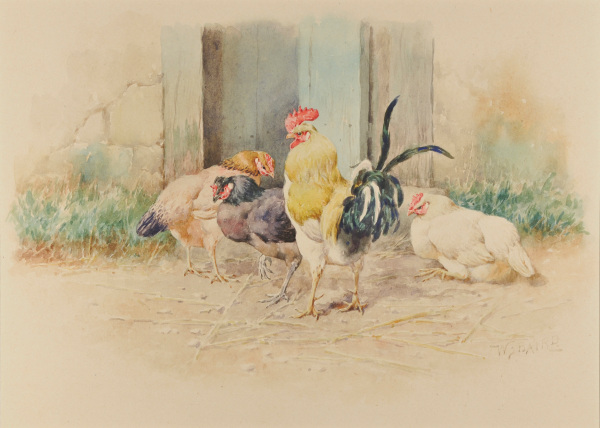 Chickens - Image 4