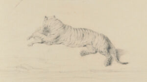 Tiger Devouring Prey