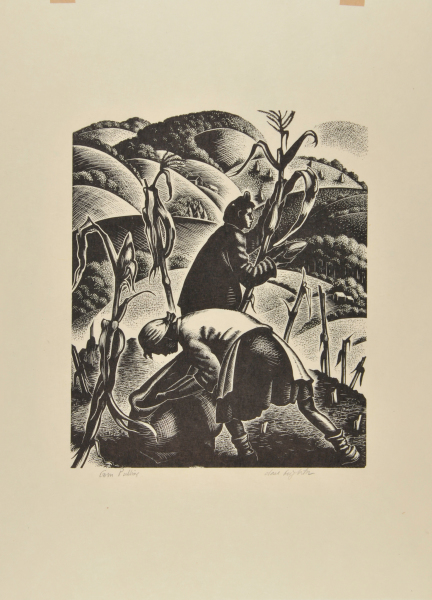 Corn Pulling - Image 3