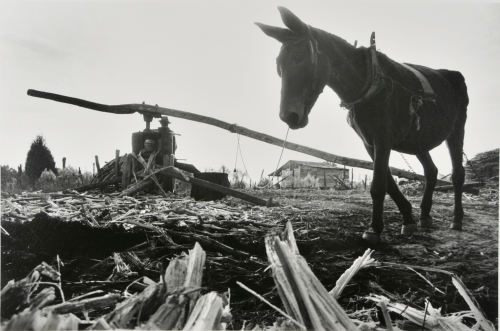 Mule-powered Sugar Cane Grinder, Mississippi - Image 3