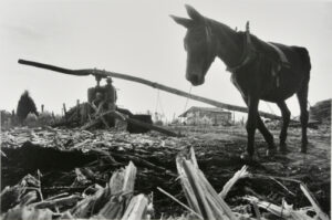 Mule-powered Sugar Cane Grinder, Mississippi