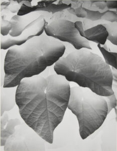 Negative Print (Brewster, NY)