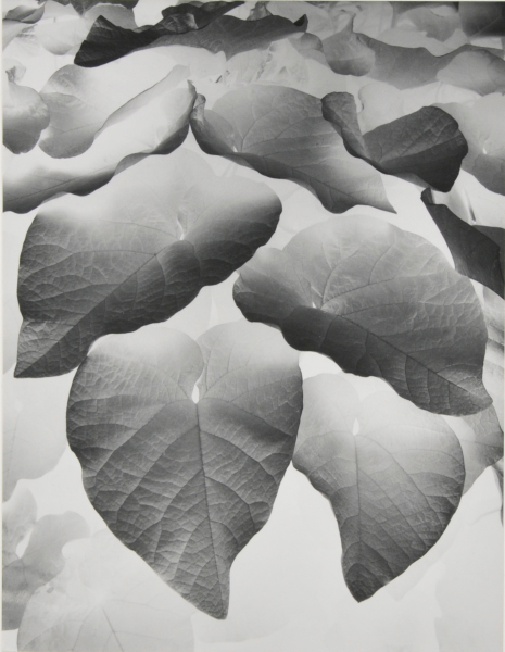 Negative Print (Brewster, NY)