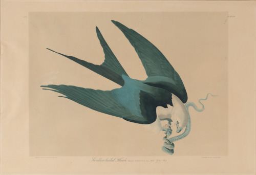 Swallow-Tailed Hawk - Image 3