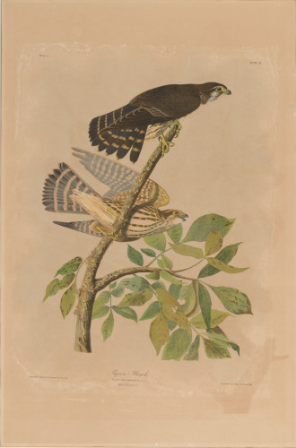 Pigeon Hawk - Image 4