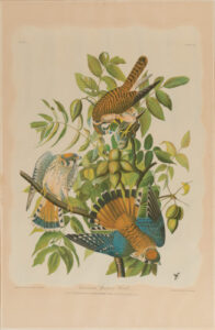 American Sparrow Hawk