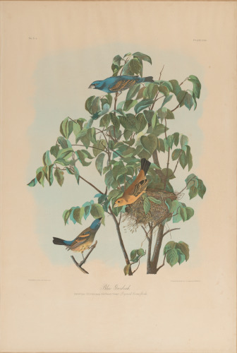 Blue Grosbeak - Image 4