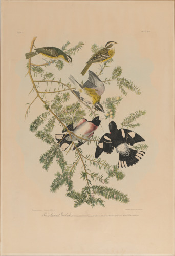 Rose-Breasted Grosbeak - Image 3