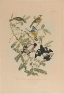 Rose-Breasted Grosbeak