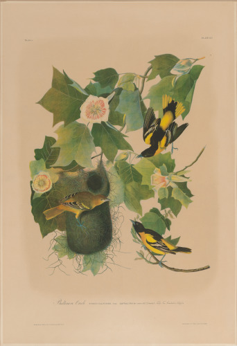 Baltimore Oriole - Image 2