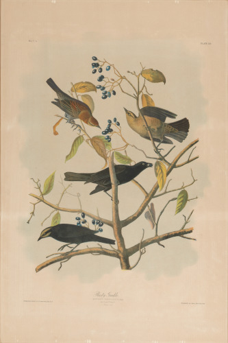 Rusty Grakle - Image 4