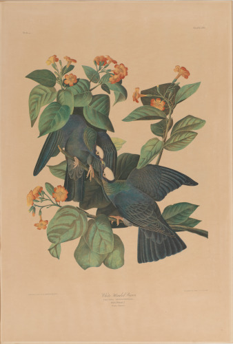 White Headed Pigeon - Image 2