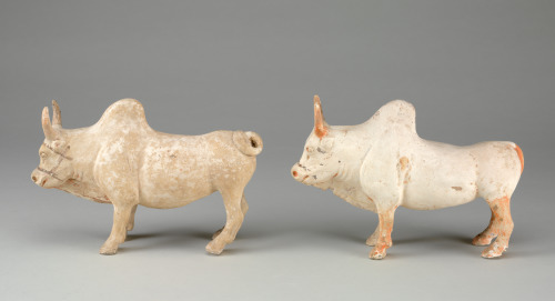 Pair of Southern Yellow Cattle (Zebu)