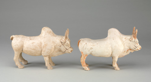 Pair of Southern Yellow Cattle (Zebu) - Image 5