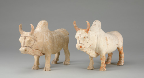 Pair of Southern Yellow Cattle (Zebu) - Image 4