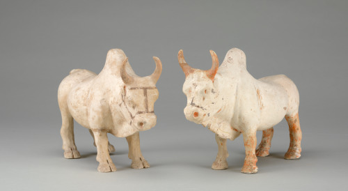 Pair of Southern Yellow Cattle (Zebu) - Image 3