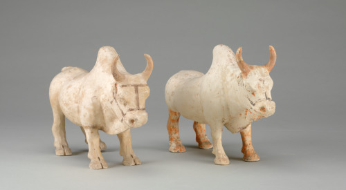 Pair of Southern Yellow Cattle (Zebu) - Image 2