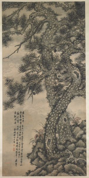 Pines and Fungus