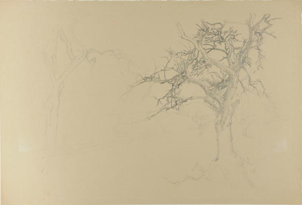 Study of Trees