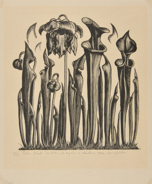 Pitcher Plants - Image 2