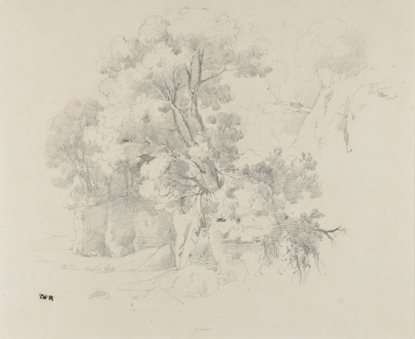 Clump of Trees - Image 3