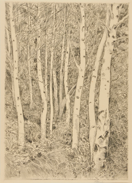 The Birch Grove - Image 2